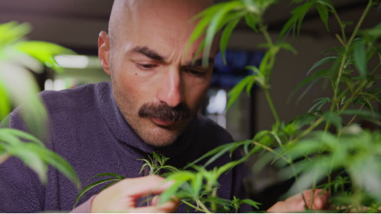 Roundry-groomed bald man tends to plants, defining modern bald masculinity.